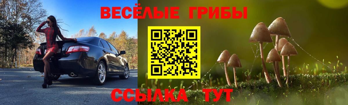 Галлюциногенные грибы Psilocybe Славгород